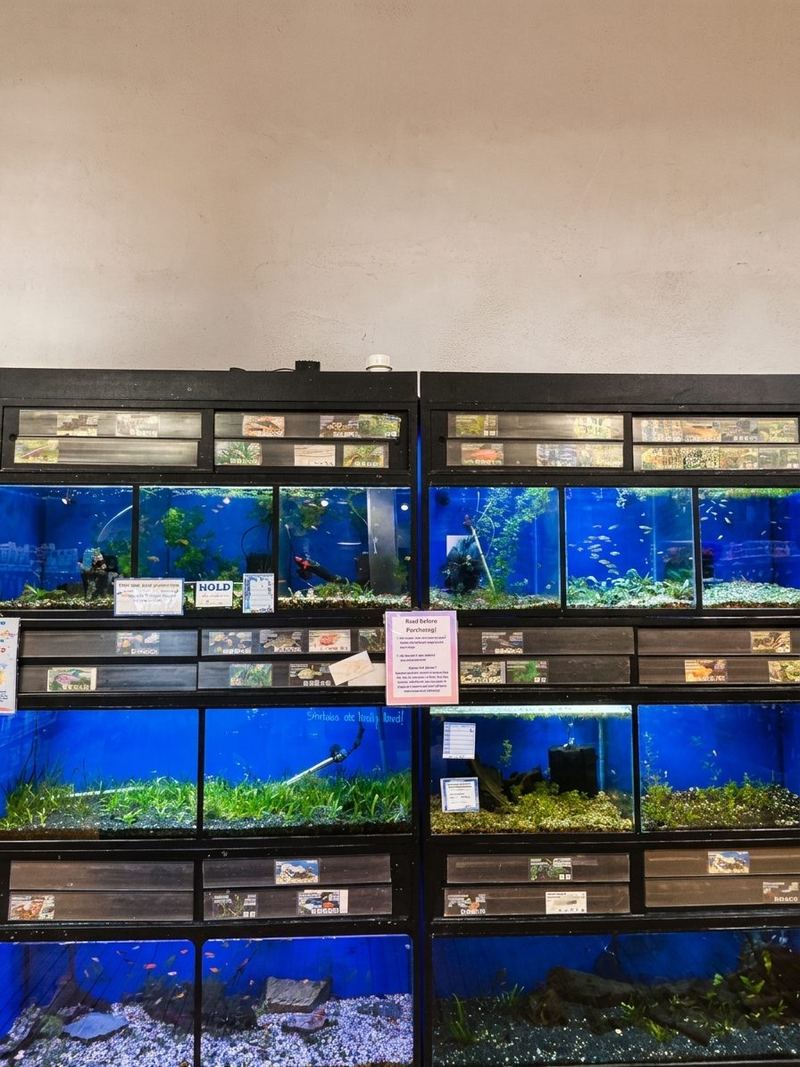 Rows of lit freshwater aquariums