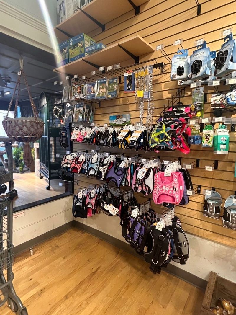 A slatwall of harnesses, leashes and collars